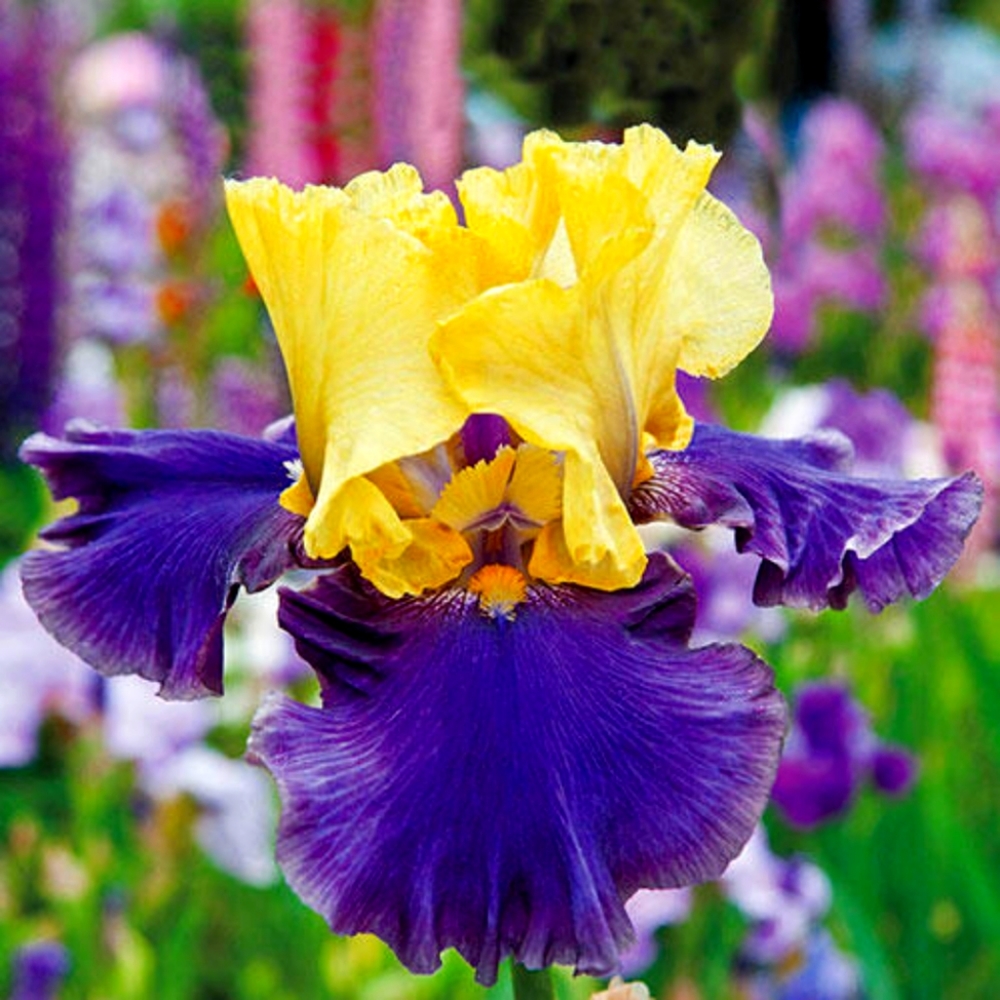 2 Deep Purple and Gold Bearded iris Bulbs